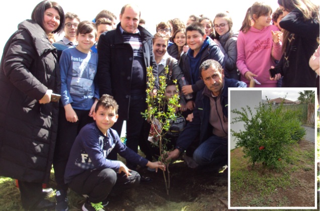 Raddusa. Il Melograno piantato l'anno scorso dagli alunni delle scuole ha prodotto i frutti 